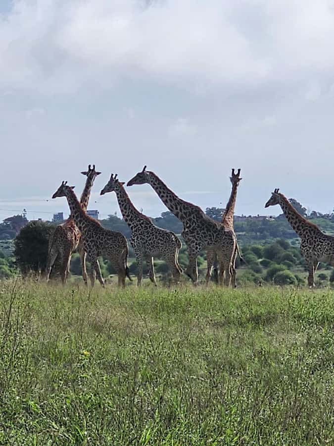 Day tour Hells gate and lake Naivasha from Nairobi - Who should book this Hell’s Gate and Naivasha day tour