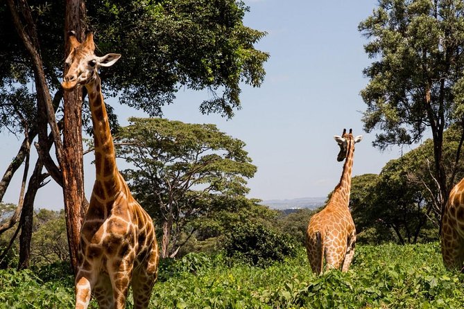 Day Tour Nairobi Museum, Giraffe Centre & Nairobi National Park - 9 AM Pickup and the Pop-Up Roof Safari Vehicle