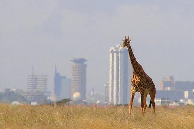 Day Tour Nairobi National Park - Key Points That Matter (Before You Go)