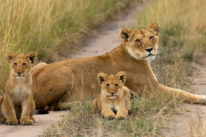 Day Tour Nairobi National Park - What Wildlife Feels Like When the Park Is Minutes From the City