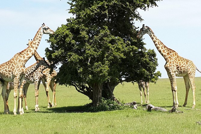 Day Tour Nairobi National Park - Black Rhino Sanctuary: A Safari With a Conservation Purpose