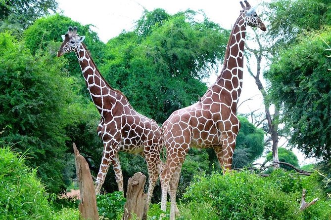 Day Tour Nairobi National Park - Simple Tips That Make the Day Go Smoother