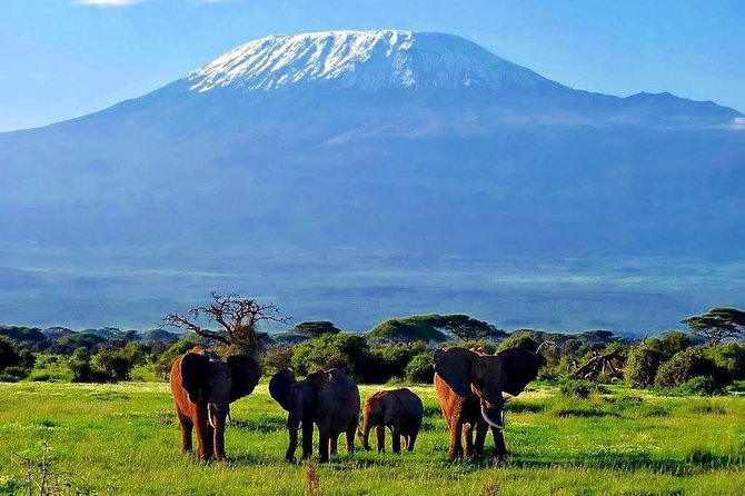 Day Tour Nairobi National Park - Game Drive Basics: How the Guided Drive Helps You Spot More
