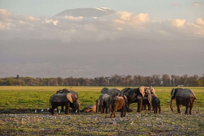 Day Tour to Amboseli National Park - Nairobi to Amboseli, what makes this day trip work