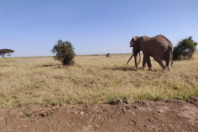 Day Tour to Amboseli National Park - Ol Tukai lodge buffet lunch: where the day resets