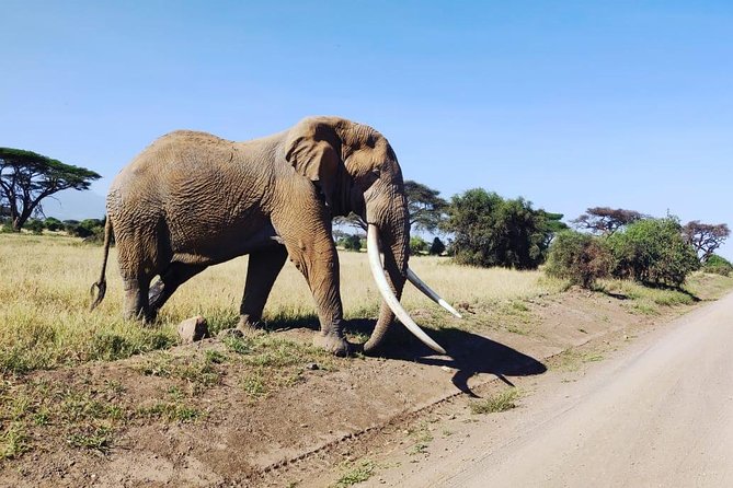 Day Tour to Amboseli National Park - Amboseli ecosystem time: why habitat matters more than you think