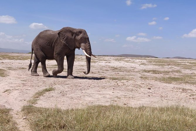 Day Tour to Amboseli National Park - Timing, heat, and the one-day reality check