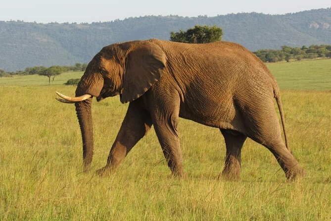 Day Tour To Amboseli National Park From Nairobi - Key highlights at a glance