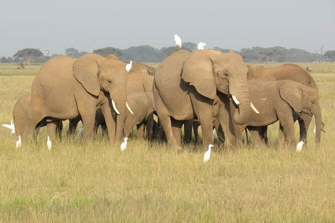 Day Tour To Amboseli National Park From Nairobi - Why the Pop-Up Roof Vehicle Matters More Than You Think