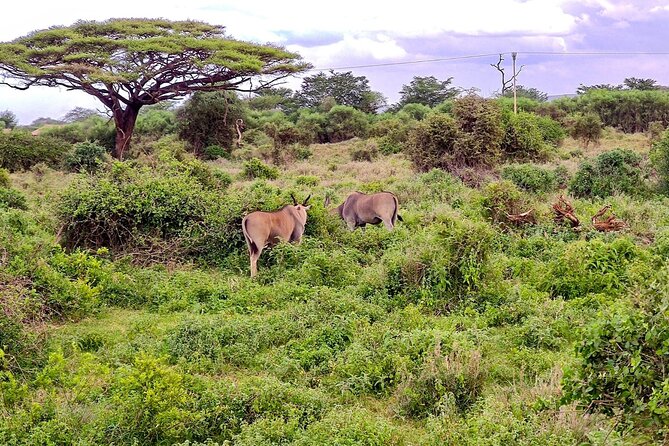 Day Tour To Amboseli National Park From Nairobi - Observation Hill Walk: Panoramic Views Over Marsh Areas