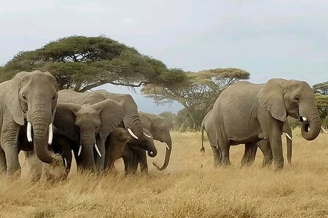 Day Tour To Amboseli National Park From Nairobi - Masai Village Option: Culture, Manyattas, and Fire Without a Match
