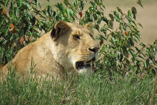Day Tour To Amboseli National Park From Nairobi - Amboseli Game Drive: Elephants, Big Tusker Chances, and Predator Spotting
