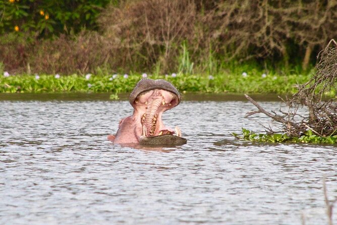 Day Tour to Crescent Island in Naivasha - Crescent Island walking safari, and why it feels different