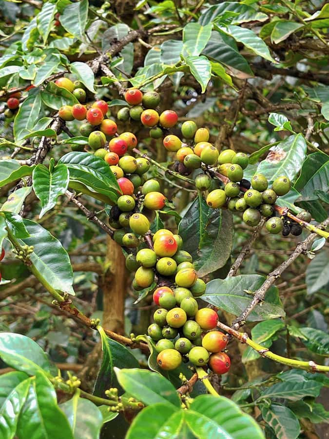 Day Tour to Fairview Coffee Estate From Nairobi - Plantation Walk With a Seed-to-Cup Focus