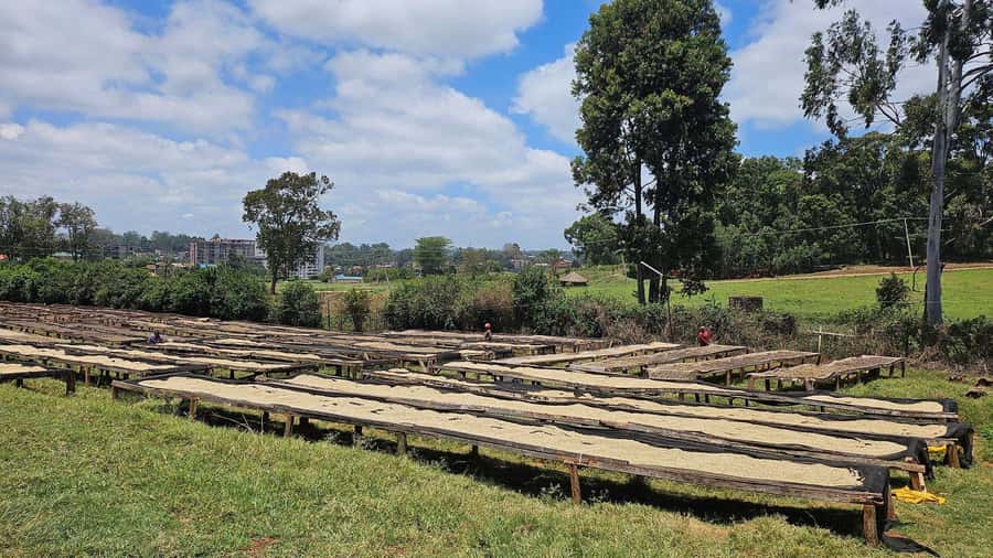 Day Tour to Fairview Coffee Estate From Nairobi - Estate Shopping: Beans, Souvenirs, and Take-Home Flavor