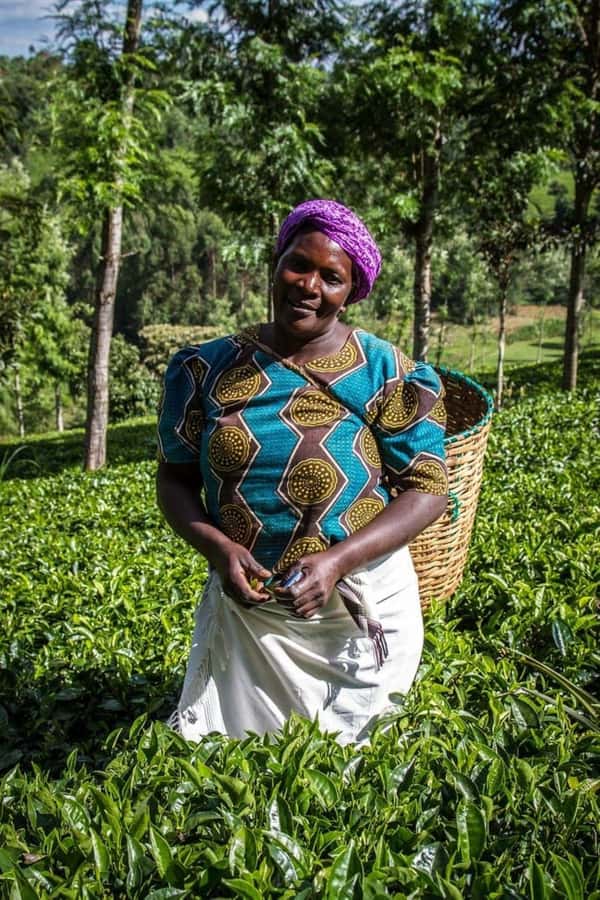 Day Tour to Fairview Coffee Farm - Key Things That Make This Coffee Farm Visit Worth Your Time