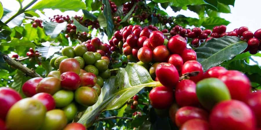Day Tour to Fairview Coffee Farm - Getting From Nairobi Into Kiambu Coffee Country