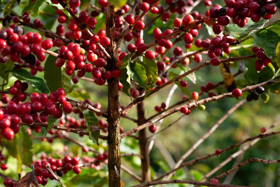 Day Tour to Fairview Coffee Farm - Inside the Coffee Factory Visit: Where Coffee Processing Gets Real