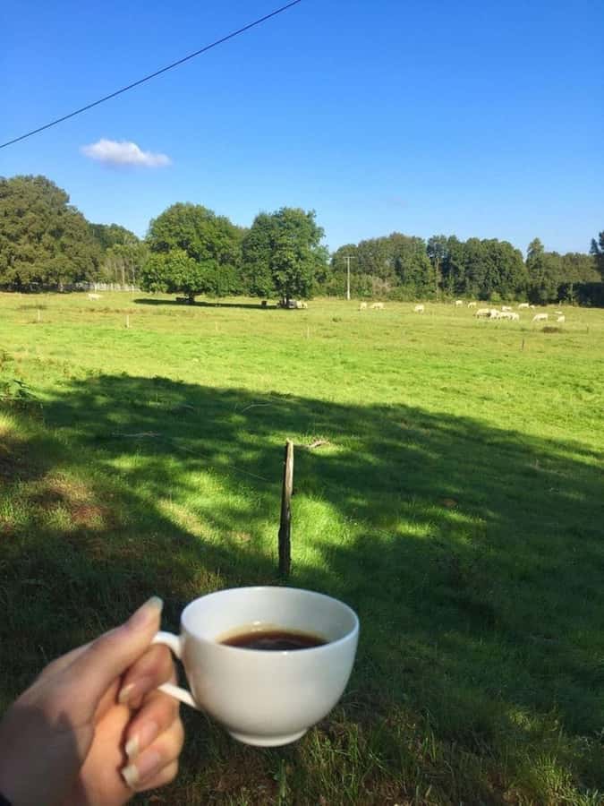 Day Tour to Fairview Coffee Farm - Coffee Lab and Roasting: Tasting With Context