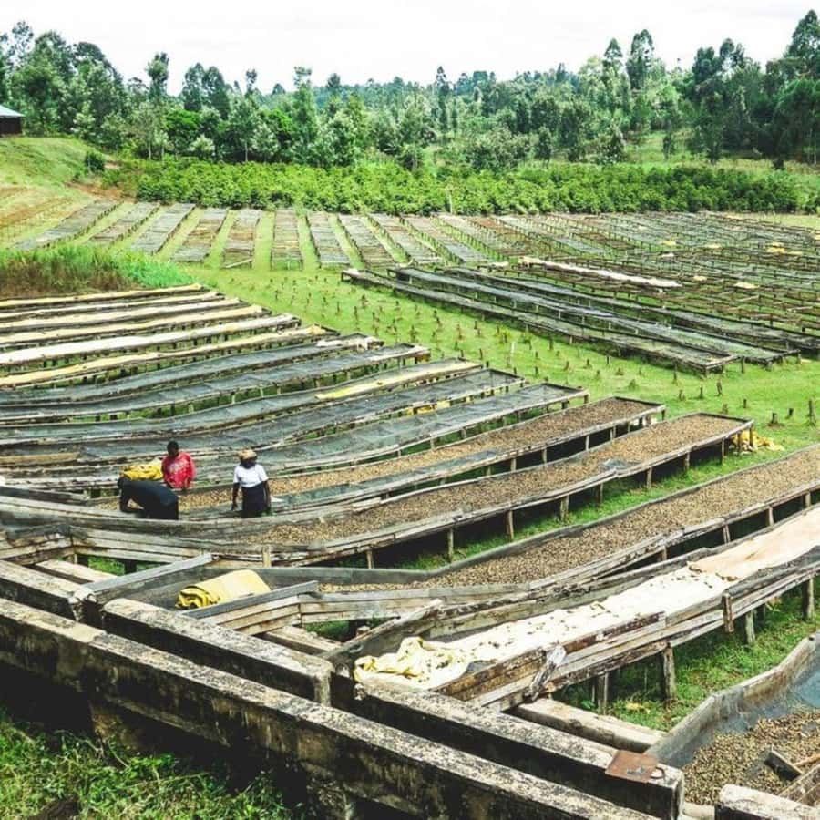 Day Tour to Fairview Coffee Farm - Price and Logistics: Is This Nairobi Coffee Tour Good Value?