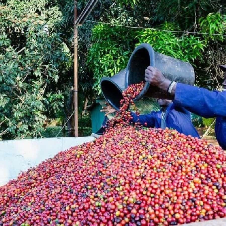 Day Tour to Fairview Coffee Farm - Private Group Feel: How It Changes the Day