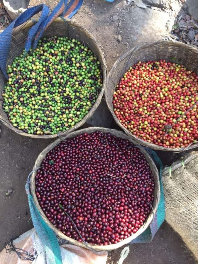 Day Tour to Fairview Coffee Farm - Tips to Make Your Fairview Coffee Tour Feel Effortless