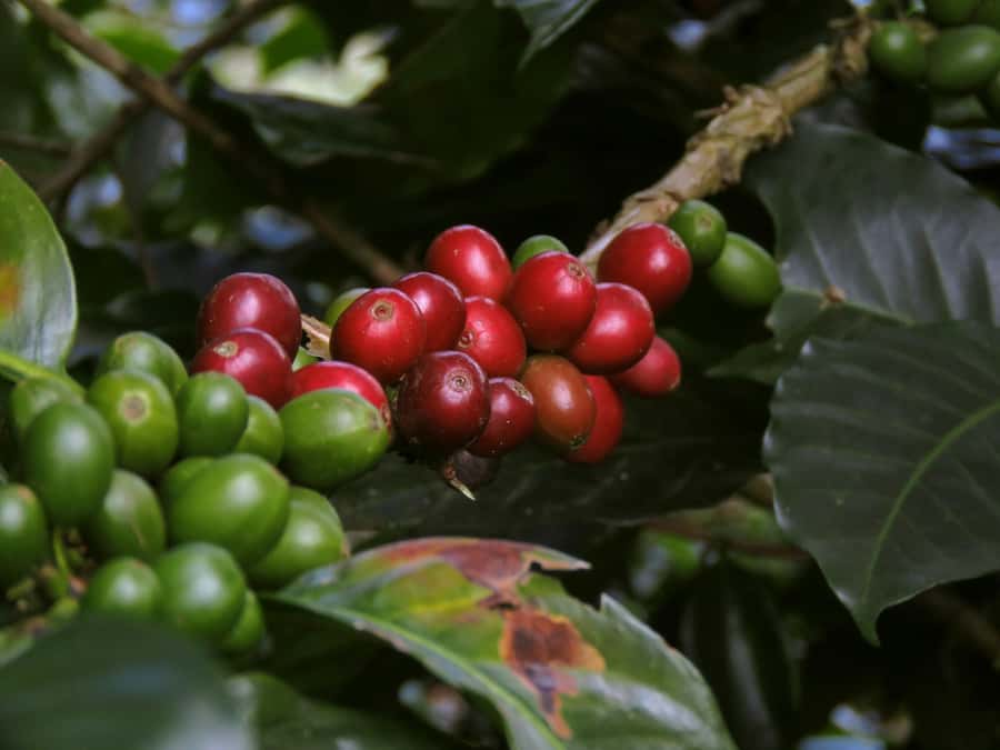 Day Tour to Fairview Coffee Farm - What Happens When You Arrive: Staff Briefing, Tour Flow, and Your First Cup