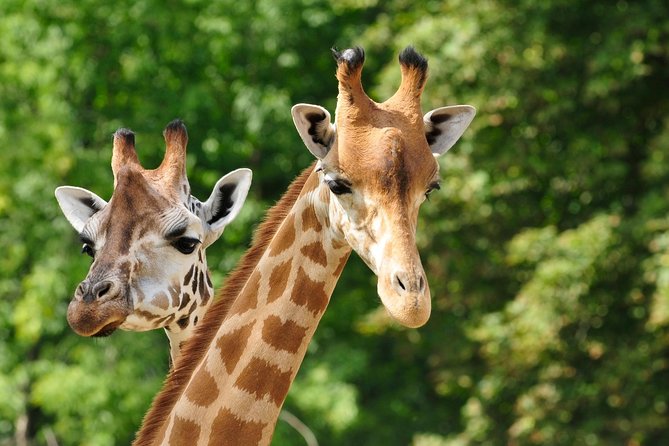 Day tour to Giraffe Center and Karen Blixen Museum - Key things to know before you go