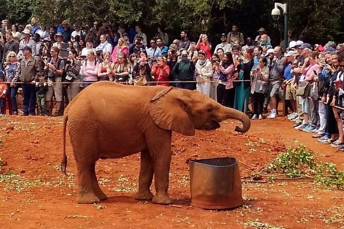 Day tour to Giraffe Center and Karen Blixen Museum - Karen Blixen Museum: step into the setting behind Out of Africa