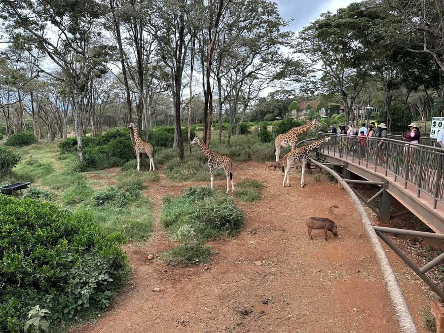 Day Tour to Giraffe Center and Karen Blixen Museum - Who this tour suits best