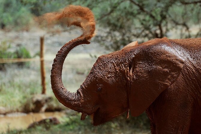 Day Tour to Giraffe Center and Karen Blixen Museum - Getting to the Giraffe Center first, and why it matters