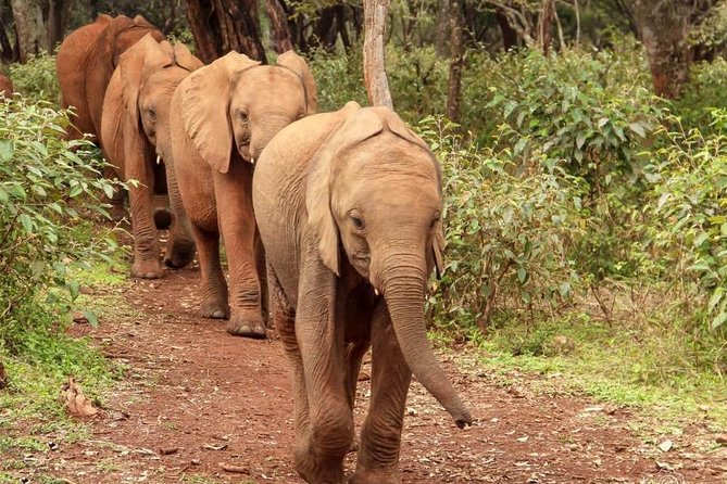 Day tour to Giraffe center and Karen Blixen Nairobi - Karen Blixen Museum: Out of Africa context and local impact