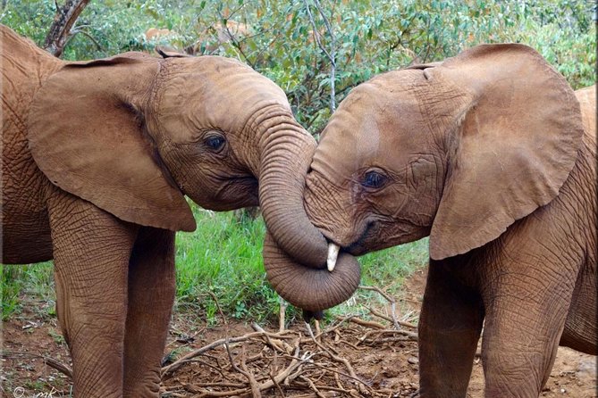 Day tour to Giraffe center and Karen Blixen Nairobi - Baby elephants at SWT Elephant Nursery, plus Nairobi National Park fees