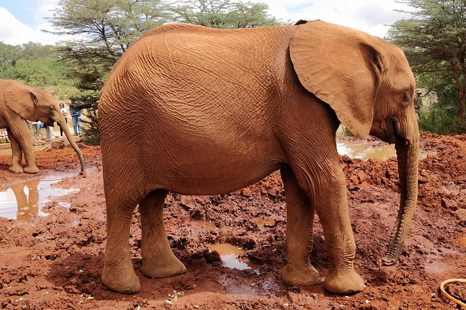 Day tour to Giraffe center and Karen Blixen Nairobi - Who should book this, and who might want to rethink it