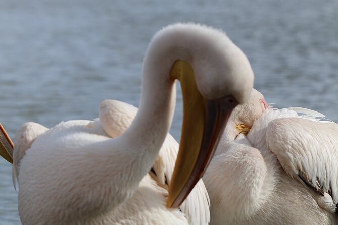 Day Tour To Hell's Gate National Park and Optional Boat Ride on Lake Naivasha. - Lake Naivasha boat ride: hippos and birds from the water