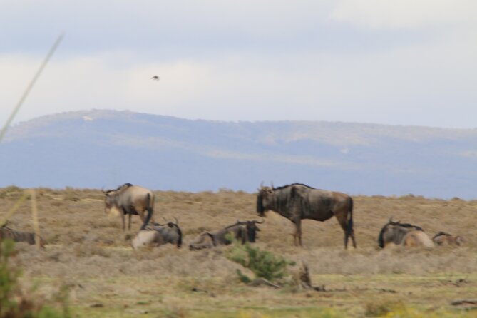 Day Tour To Hell's Gate National Park and Optional Boat Ride on Lake Naivasha. - The real value: what the $65 covers and what you still pay