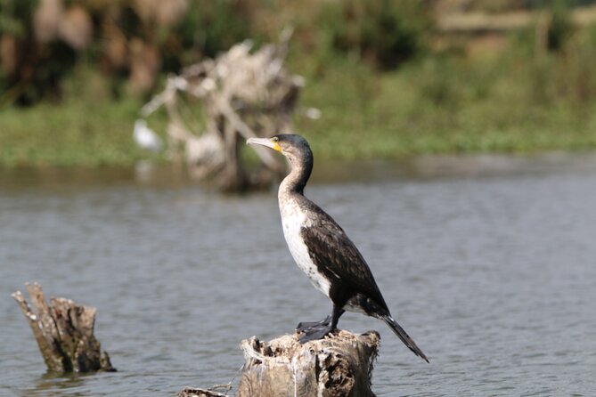 Day Tour To Hell's Gate National Park and Optional Boat Ride on Lake Naivasha. - Timing and pacing: how to plan your energy for a full day