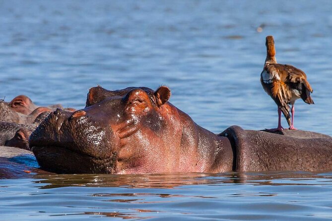Day tour to Hells Gate, Lake Naivasha and Crescent Island Walk - The 7:00 am Nairobi Pickup and the Rift Valley Road Trip