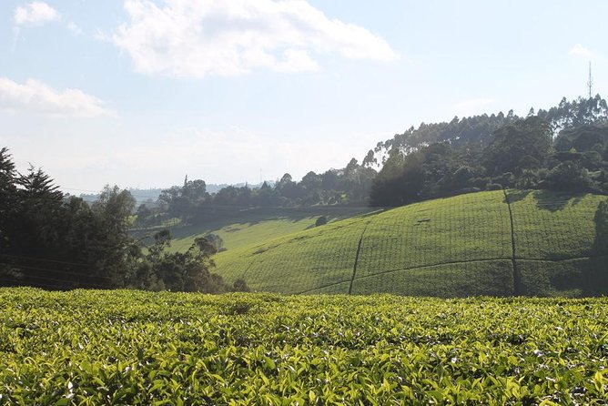 Day Tour To Kiambethu Tea Farm in Limuru - Entering Kiambethu Tea Farm: the tea process, the fields, and the views