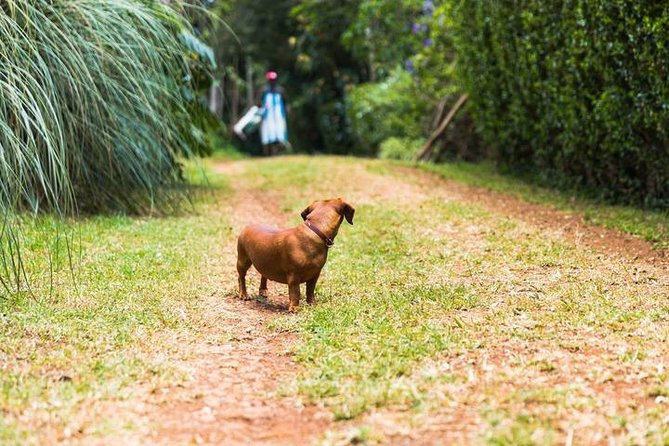 Day Tour To Kiambethu Tea Farm in Limuru - Practical tips for your 8-hour tea farm day