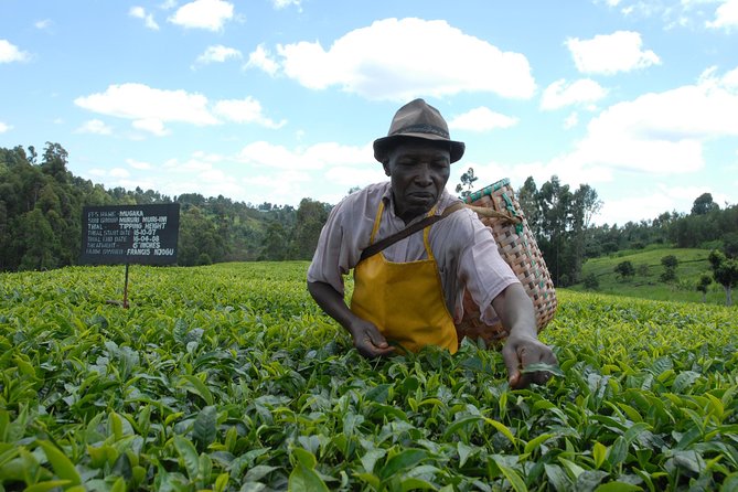 Day Tour To Kiambethu Tea Farm in Limuru - Lunch and drinks on the verandah: why the food matters