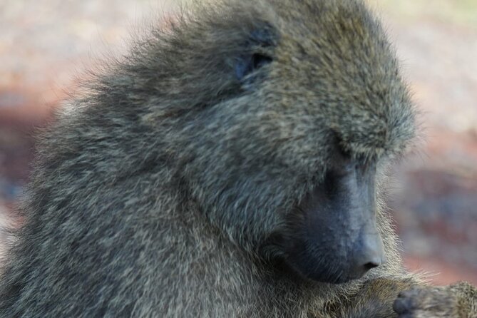 Day Tour To Lake Nakuru Park With Optional Boat Ride on Lake Naivasha - Leaving Nakuru: an extra look before you hit Naivasha