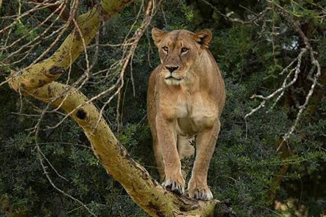 Day Tour To Lake Nakuru Park With Optional Boat Ride on Lake Naivasha - Door-to-door private transfers: easier than you think