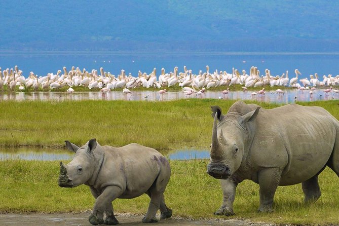 Day Tour To Lake Nakuru Park With Optional Boat Ride on Lake Naivasha - Guides that set the tone: Festus and Samuel’s impact