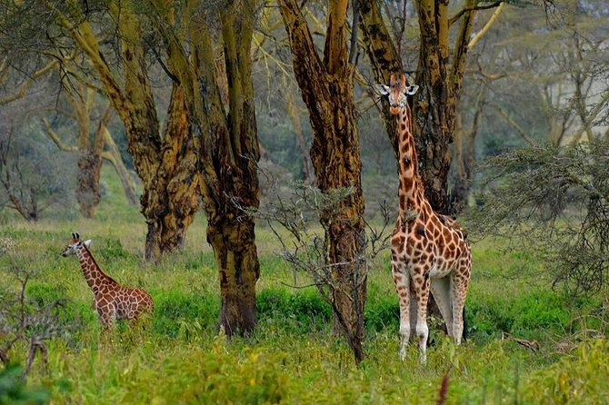 Day Tour To Lake Nakuru Park With Optional Boat Ride on Lake Naivasha - Lake Nakuru game drive: flamingos, pelicans, eagles, and more