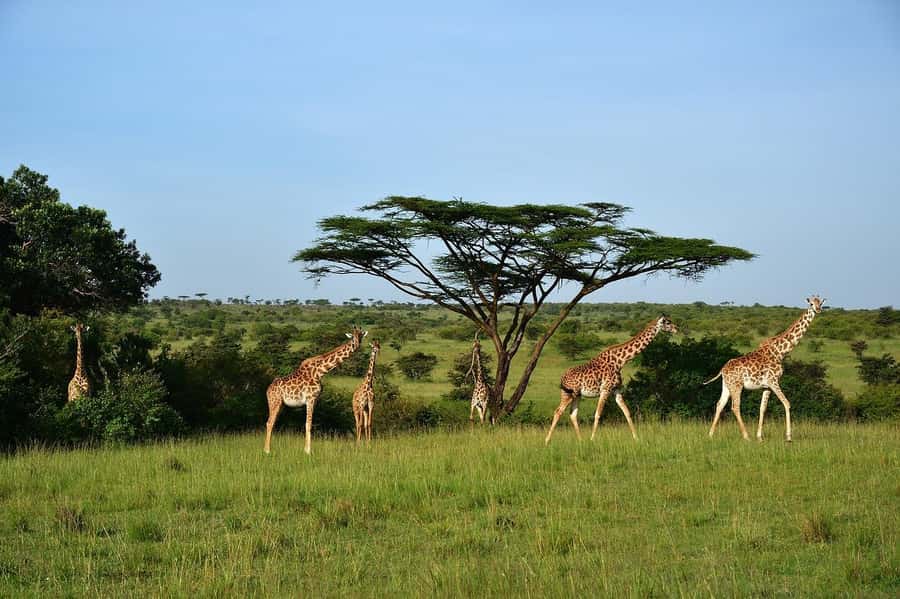 Day Tour to Maasai Mara & optional Maasai village visit - Key takeaways before you go