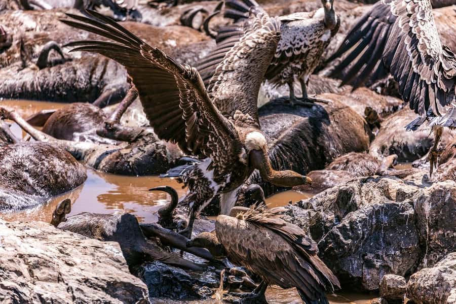 Day Tour to Maasai Mara & optional Maasai village visit - Entering Sekenani Gate and starting your game drives