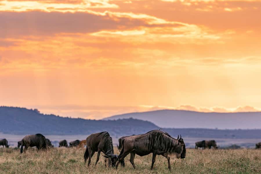 Day Tour to Maasai Mara & optional Maasai village visit - The guides make the difference, and the reviews back that up