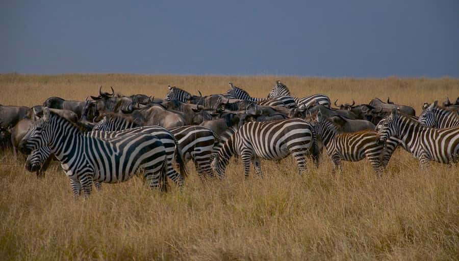Day Tour to Maasai Mara & optional Maasai village visit - Optional Maasai village visit: what it adds to the safari