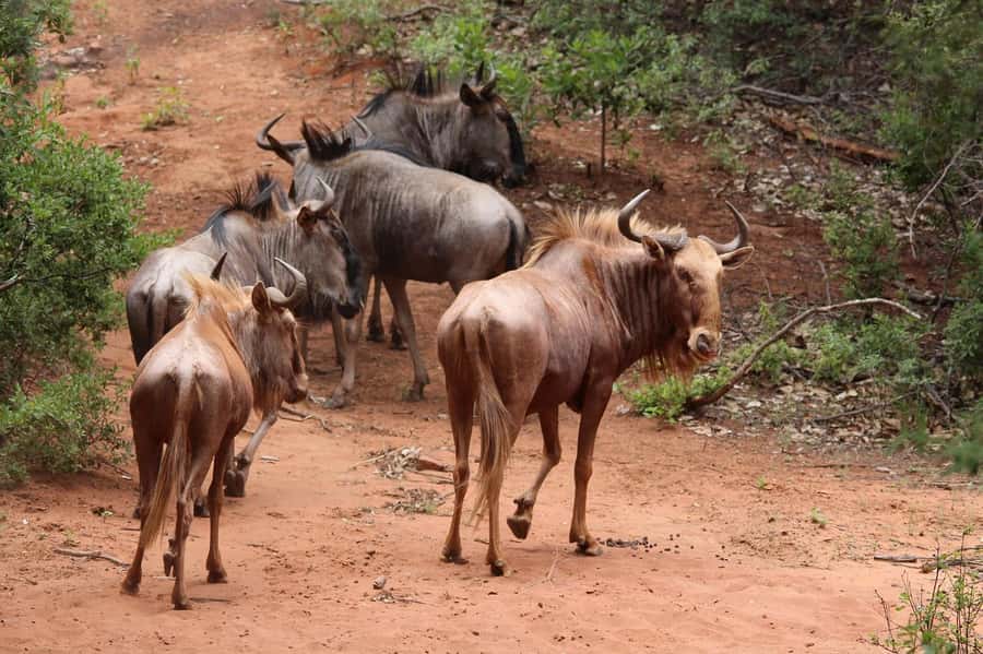 Day Tour to Maasai Mara & optional Maasai village visit - Leaving the reserve and getting back to Nairobi by early evening